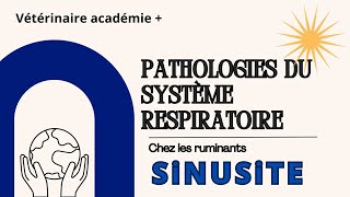 Pathologie du système respiratoire chez les ruminants Sinusite dg symptômes traitement [upl. by Aseretairam]