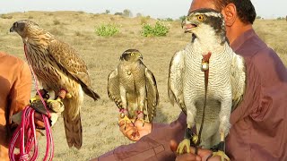 Fantastic rehearsal of master hunters  Art of goshawking 2024  Raptors Today [upl. by Dex]