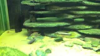 Breeding Kribensis Cichlids with Blockhead Keyhole Cichlids amp Kribensis Fry [upl. by Kcitrap96]