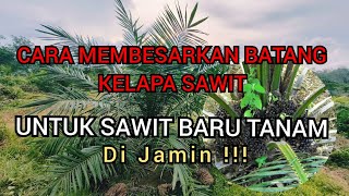 Cara membesarkan batang kelapa sawit baru tanam TBM kelapasawit sawit kelapasawitindonesia [upl. by Annnora]