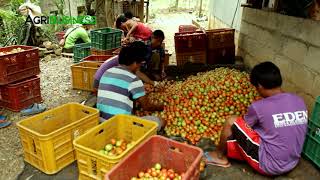 COMPLETE GUIDE TOMATO FARMING from seeding to harvesting [upl. by Rosenblatt]