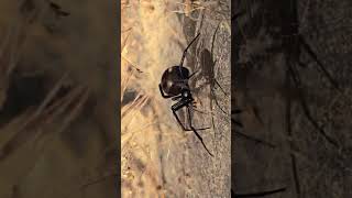 Female Latrodectus hesperus blackwidow spider [upl. by Switzer]