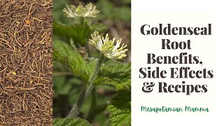 Goldenseal Benefits Side effects amp Recipes Natural remedies for cough [upl. by Panchito]