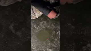 Ice Fishing Walleyes redlake walleye icefishing shortvideo fishing viral fish clamoutdoors [upl. by Critta]