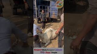 हम हार गये।🥺इस गाय की रक्षा तो भगवान ही कर सकते हैं apsgurjar help viral gwalior [upl. by Alvan473]