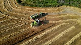 Coolmore Stud Harvest 2021 John Deere Claas [upl. by Yantruoc]