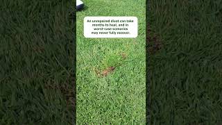 How to Fix a Divot [upl. by Enidanreb]