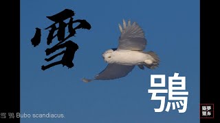 雪鴞 Bubo scandiacus [upl. by Yhpos]