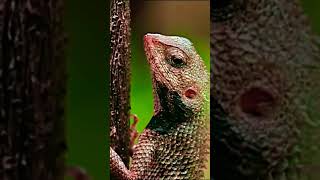 Squamata Wild Life DOCUMENTARY [upl. by Reisinger]