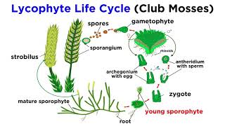 Lycophytes Early Vascular Plants [upl. by Aihsekram]