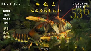 捲龍宮536 史考特夫妻失和 RollLifeq9v [upl. by Simonetta]