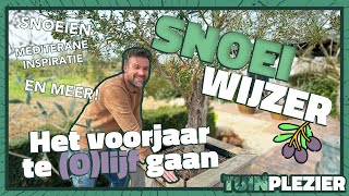 HOE snoei je een olijfboom in het voorjaar SNOEIWIJZER 🫒 ✂️  Tuinplezier🪴 [upl. by Carlie]