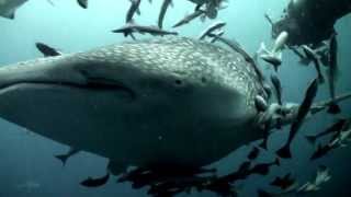 WHALE SHARK 06 MAY 2013 FULL HD [upl. by Nileak501]