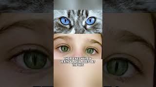 Does Cats Eye Syndrome Actually Exist [upl. by Fishbein976]