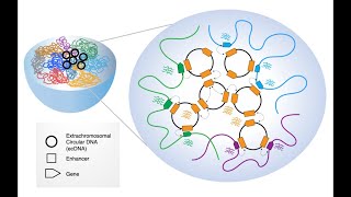 Extrachromosomal DNA The New Frontier in Cancer Research [upl. by Asiole]