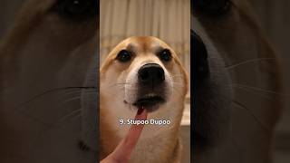 Top 10 Gooby Woobies very scary dog shiba [upl. by Kirchner]