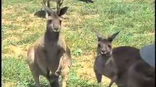 Kangaroos In Georgia Mountains  Kangaroo Farm [upl. by Araes937]