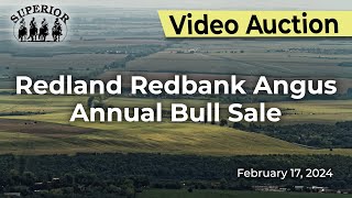 Redland Redbank Angus Bull Sale [upl. by Marks71]