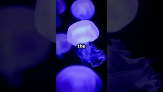 Craziest facts about jelly fish shorts jellyfish facts [upl. by Lytle]