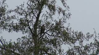 Rode Wouw of Buizerd in woonwijk Kauwtjes en Raven in paniek 1 van 2 [upl. by Logan]