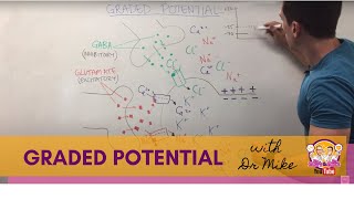 Graded Potential  Neuron [upl. by Salazar271]