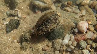 Cypraea errones  Wandering Cowry [upl. by Abbott]