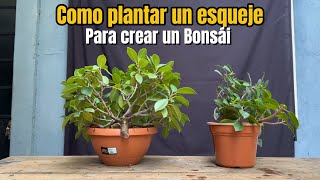 Como plantar un esqueje para crear un Bonsái [upl. by Nylkcaj941]