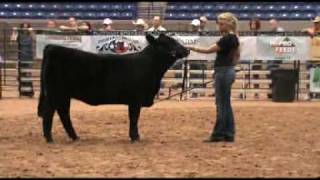 National Junior Limousin Show and Congress [upl. by Anaiuq]