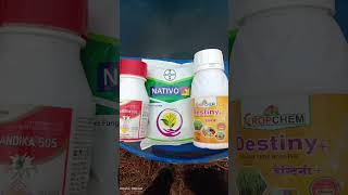 Nativo fungicide combination with destiny amp chandika insecticide  farming nativo agriculture [upl. by Narol436]