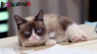 Grumpy Cat The Movie Trailer 2014 Movie  Official HD [upl. by Spark258]