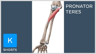 Pronator teres muscle in less than 1 minute  Kenhub shorts [upl. by Wivinah]