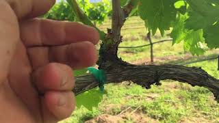 Early Shoot Thinning in Grapes saves Time and Money [upl. by Ayouqat]