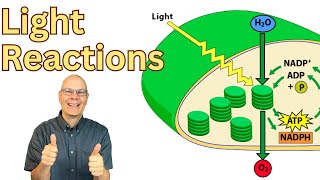 Learn the Light Reactions AP Bio Exam Review 17 [upl. by Shoshanna]