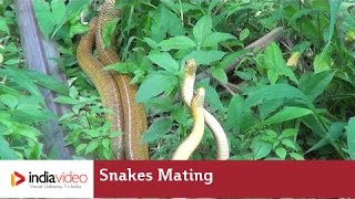 Snakes Mating  Frightening Yet Fascinating  India Video [upl. by Fredelia20]