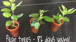 How To Grow Pear Trees From Seed Day 82 [upl. by Nostaw]