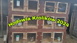 HODOWLA KRÓLIKÓW 2024 [upl. by Imarej]