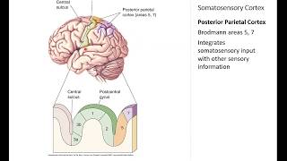 OSSM Neuro Chapter 12  Somatosensory Cortex [upl. by Tisdale]