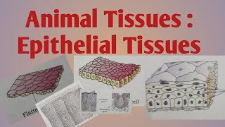 Animal Tissues  Epithelial Tissues [upl. by Sigsmond69]