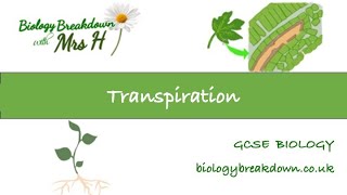 Transpiration [upl. by Doralynne]