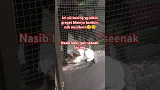 Kucing kampung jadi mandorPecintaKucingev4yv feedshorts pecintakucingkampung catlover [upl. by Thurman]