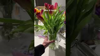 Tulip Care Tips How to Keep Your Flowers Upright and Beautiful [upl. by Dion839]