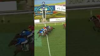 BROADSIDING GOLDEN ROSE sportshorse horseracing horsesports automobile [upl. by Obbard]