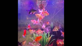 Feeding time live tubifex to my goldfish and danios [upl. by Deppy]