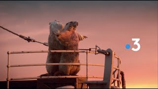 France 3 Marmots Idents 2018 HD [upl. by Sabella]