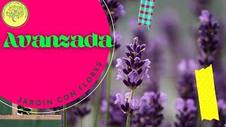 🌿 Como GERMINAR LAVANDA🌿 Lavandula angustifolia Paso a paso 🌱 [upl. by Doownil]