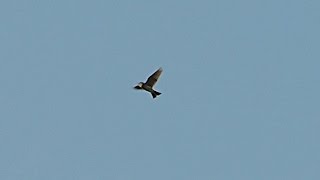 Eurasian Skylark Feldlerche Alauda arvensis  flying and singing [upl. by Diandra]