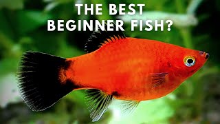 Best Beginner Fish  Platy Care and Breeding Guide [upl. by Racklin]