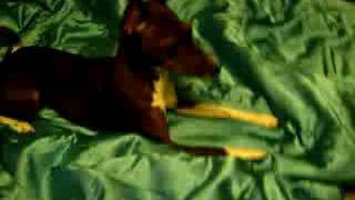 Basenji mix playing [upl. by Johnny795]