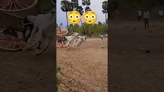 Bull race stunt 😳🤞🔥🔥  Bull Race  Andhra Pradesh  India trending reels shorts viralvideo [upl. by Fari34]