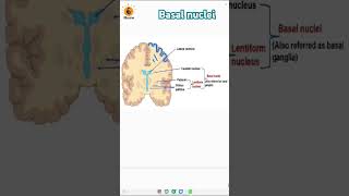 Basal nuclei  Grey matter  Cerebrum  Caudate nucleus  Putamen biologyneet neetbiology [upl. by Verras]